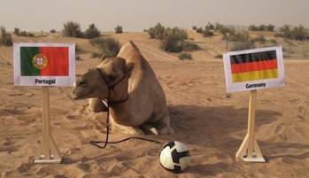 El camello Shaheen eligió a Portugal como ganador ante Alemania.